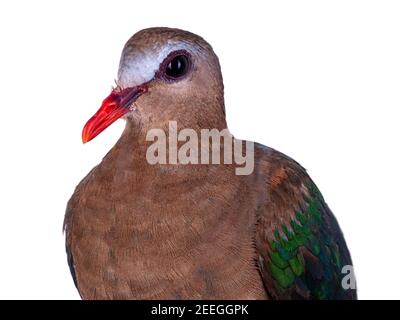 Gemeine Smaragdtaube alias Chalcophaps indica Vogel, sitzend auf Holzstab. Isoliert auf weißem Hintergrund. Stockfoto