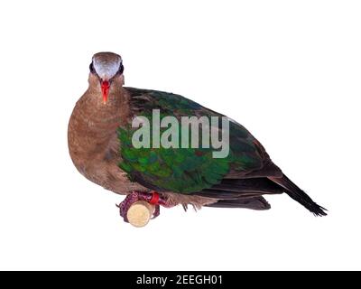 Gemeine Smaragdtaube alias Chalcophaps indica Vogel, sitzend auf Holzstab. Isoliert auf weißem Hintergrund. Stockfoto