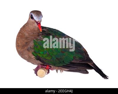 Gemeine Smaragdtaube alias Chalcophaps indica Vogel, sitzend auf Holzstab. Isoliert auf weißem Hintergrund. Stockfoto