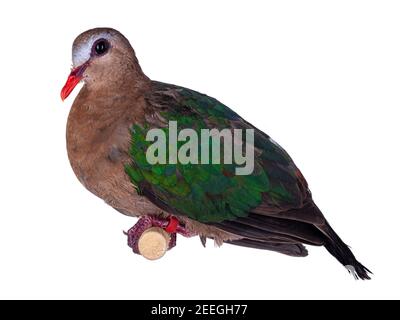 Gemeine Smaragdtaube alias Chalcophaps indica Vogel, sitzend auf Holzstab. Isoliert auf weißem Hintergrund. Stockfoto