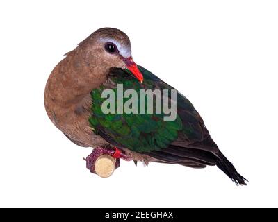 Gemeine Smaragdtaube alias Chalcophaps indica Vogel, sitzend auf Holzstab. Isoliert auf weißem Hintergrund. Stockfoto