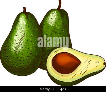 Avocado Fruit Skizze. Vector isoliert Symbol der frischen tropischen Avocado Frucht in ganz und schneiden Scheibe für Marmelade und exotischen Saft Getränk Produktlabel oder groc Stock Vektor