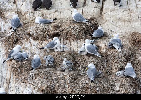 Dreizehenmöwen (Rissa tridactyla) auf Nestern, UK Stockfoto