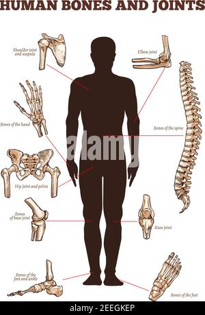 Menschliche Knochen und Gelenke Vektor medizinische Anatomie Poster mit Skelett Körperteile Symbole von Wirbelsäule, Schulter und Schulterblatt oder Ellbogen, Arm und Handgelenk mit f Stock Vektor