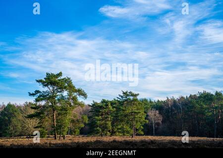 Heide Landschaft an einem sonnigen Wintertag Stockfoto