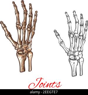 Menschliche Hand Knochen und Gelenke Skelett Vektor Skizze Körper Anatomie Symbol. Isoliertes Symbol für Arm Handgelenk und Finger Gliedmaßen Struktur der Schulter für anatomische Stock Vektor