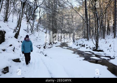 Eine Frau, die gut für die Kälte eingepackt ist, genießt einen Spaziergang im Schnee neben Bowlees (Bow Lee) Beck, stromabwärts von Summerhill Force, Teesdale, County Durh Stockfoto