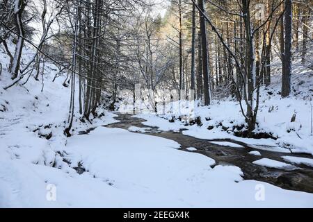 Bowlees (Bow Lee) Beck below Summerhill Force in Winter, Teesdale, County Durham, Großbritannien Stockfoto