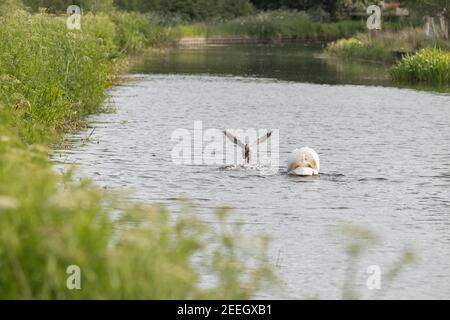 cygnus olor, ein wütender männlicher Schwan, jagt eine Stockente von seinen Cygnets entlang des Montgomery-Kanals in der Nähe von Welshpool, Mid Wales Stockfoto