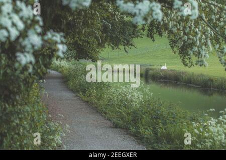 Ein stummer Schwan, cygnus olor an der Seite des Montgomery Kanals in der Nähe von Welshpool, Powys Mid Wales am Frühlingstag. Stockfoto