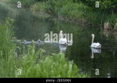 Eine Familie von Schwanen (cygnus olor) und Cygnets machen die Reise entlang des Montgomery Canal in Richtung Welshpool Powys in Mid Wales an einem Frühlingstag. Stockfoto