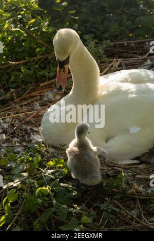 Neugeborener stummer Schwan, cygnus olor Cygnet mit Mutter (Stift) auf dem Nest neben Montgomery Canal, Welshpool, Powys, Mid Wales Stockfoto