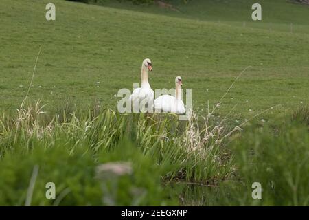 Ein Paar stumme Schwäne cygnus olor, an der Seite des Montgomery Canal in der Nähe von Welshpool, Powys Mid Wales. Stockfoto