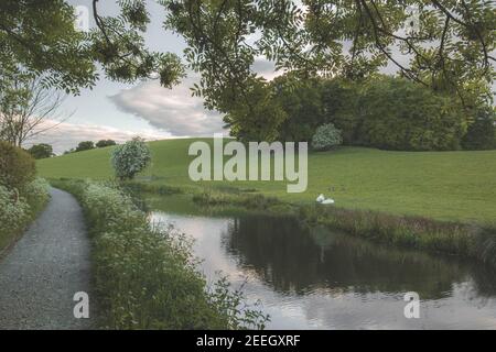 Ein Paar stumme Schwäne, cygnus olor an der Seite des Montgomery Canal in der Nähe von Welshpool, Powys, Mid Wales. Stockfoto