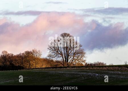 Am späten Nachmittag Sonnenschein im Winter Blick von der Straße zwischen Grendon und Whiston, Northamptonshire, England, Großbritannien. Stockfoto