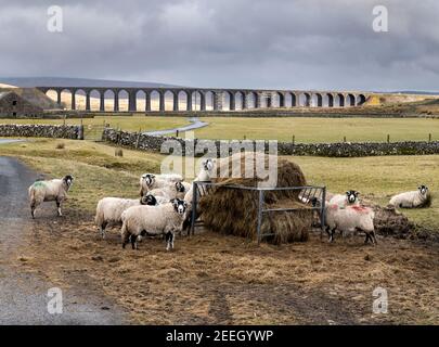 Swaledale Mutterschafe füttern Heu mit Ribblehead Viaduct, in der Nähe von Ingleton im Yorkshire Dales Nationalpark, im Hintergrund. Stockfoto