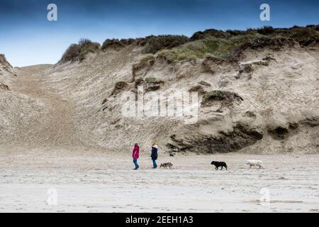 Hundewanderer, die ihre Hunde vor dem Sanddünensystem am Crantock Beach in Newquay in Cornwall laufen. Stockfoto