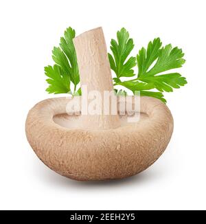 Frischer Shiitake Pilz isoliert auf weißem Hintergrund mit Clipping-Pfad und volle Schärfentiefe. Stockfoto