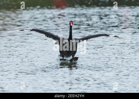 Ein schwarzer Schwan - Cygnus atratus landet auf der Oberfläche Eines Sees mit ausgestreckten Flügeln und weißem Primär Flügelfedern in Newquay in Cornw Stockfoto