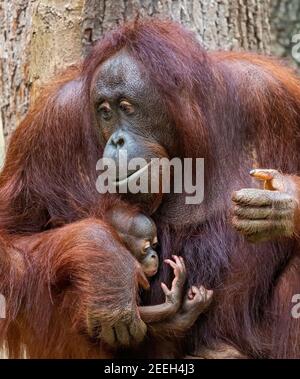 Nahaufnahme einer Orang-Utan-Mutter kümmert sich um ihr Kind Stockfoto