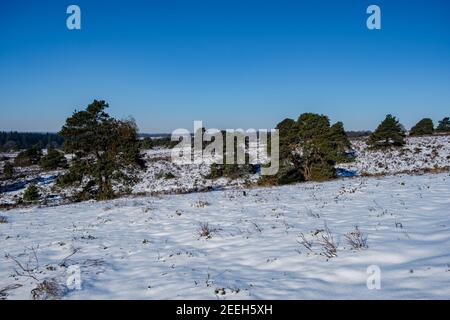 Snwo bedeckte Hügel des Sallandse Heuvelrug, Landschaften des Holterberg bei Holten, Niederlande. Winter in den Niederlanden Stockfoto