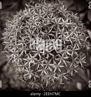 Allium (Zierzwiebel) Blume. Ontario, Kanada. Stockfoto