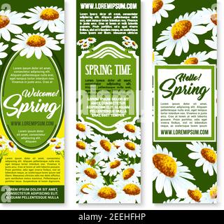 Frühling Blume Banner Set. Blumenhintergrund von blühenden Gänseblümchen Blumen, grünen Blättern und gemusterten Rahmen mit Happy Spring Grußwünschen. Federholid Stock Vektor