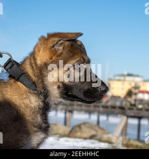 Ein Profilbild eines elf Wochen alten Schäferhundes. Blauer Himmel und Schnee im Hintergrund Stockfoto