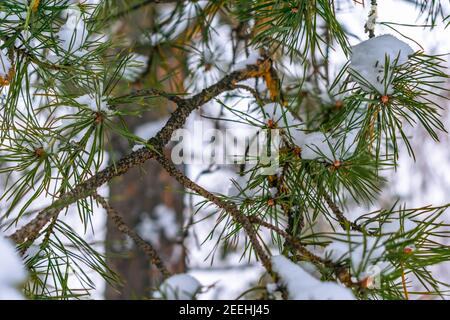 Nadelzweige eines Nadelbaums im Schnee hinein Winter Stockfoto