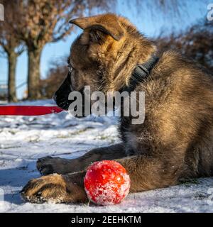 Ein elf Wochen alter Schäferhund spielt mit einer roten Kugel. Schnee im Hintergrund Stockfoto