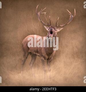 Roter Hirsch Hirsch bellt im Nebel mit strukturiertem Hintergrund Stockfoto