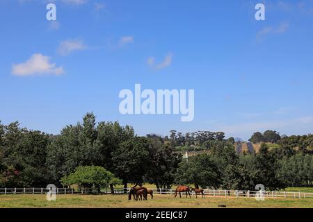 Avontuur Wine and Thoroughbred Estate liegt zwischen Stellenbosch und Somerset West in der Westkap-Provinz von Südafrika. Stockfoto