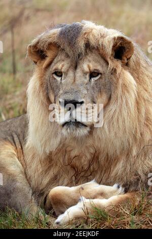 Männlicher Löwe (Panthera leo) im Regen, Drakenstein Lion Park, Klapmuts, Cape Winelands, Südafrika. Stockfoto