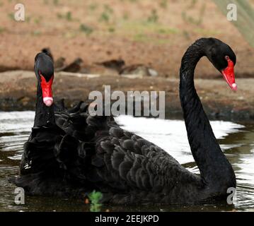 Zwei schwarze Schwäne (Cygnus atratus), Cape Winelands, Südafrika. Stockfoto