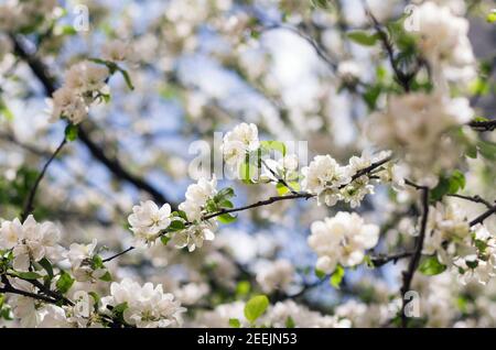 Viele weiße Blüten auf dem Apfelbaum während der Blüte Periode mit schönen Bokeh Stockfoto