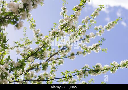 Viele Apfelbaumbäste mit weißen Blüten gegen das Blau Himmel im Frühling Stockfoto