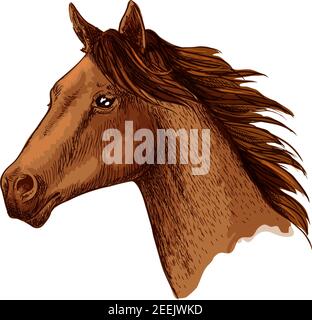 Pferd oder Rennpferd Kopf. Arabian Brown Mustang Hengst oder Traber Vektor Skizze. Arabian Racer Symbol für Pferderennen oder Fahrten, für Reiten Stock Vektor