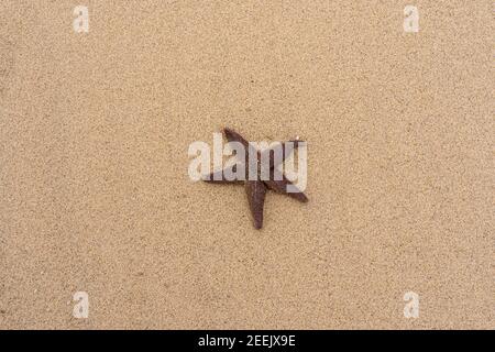 Seesterne im Sand am Strand in Jütland, Dänemark Stockfoto