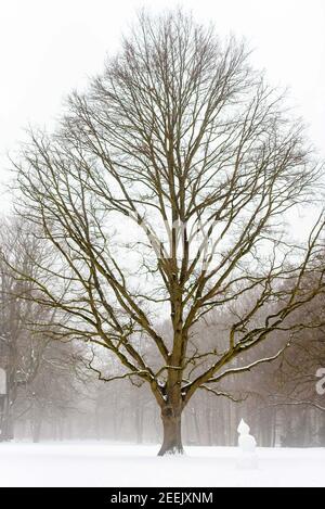 Berlin, Deutschland. Februar 2021, 16th. Deutschland, Berlin, 16. Februar 2021: Ein Schneemann steht neben einem blattlosen Baum im Schnee und Nebel im Tiergarten Park in der Mitte Berlins. Nach einer Woche mit Temperaturen unter dem Gefrierpunkt und viel Neuschnee steigen die Temperaturen wieder. (Foto: Jan Scheunert/Sipa USA) Quelle: SIPA USA/Alamy Live News Stockfoto