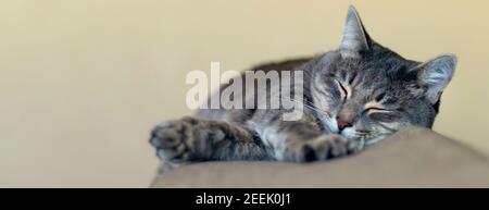 Banner mit gestreiften grauen Katze schlafen auf dem Sofa. Porträt einer gestreiften, flauschigen Katze schlafend, heller Hintergrund. Nahaufnahme. Weichfokus. Speicherplatz kopieren. Stockfoto
