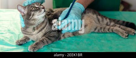 Banner mit männlichen Tierarzt untersucht zufriedene Katze mit einem Stethoskop. Graue Katze auf dem Untersuchungstisch der Tierklinik. Tierärztliche Versorgung. Tierarzt und Katze. Tierhilfe Stockfoto
