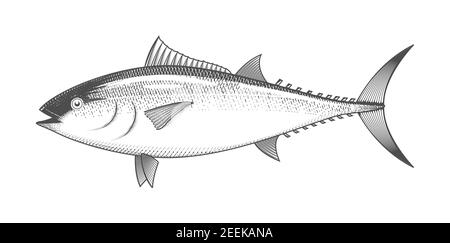 Thunfisch-Skizze, handgezeichneter Fisch, Tunika-Meeresfrüchte-Menü, Fisch im gravierten Stil, Vektor Stock Vektor