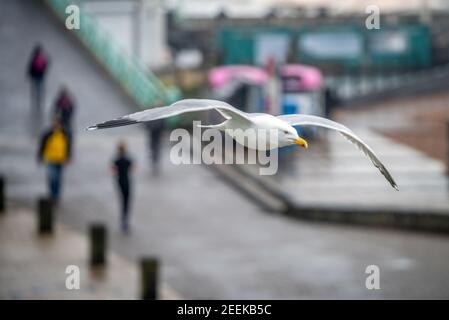 Brighton, 16th 2021. Februar: Eine Möwe fliegt heute Morgen über die spärlichen Wanderer am Brighton Beach. Kredit: Andrew Hasson/Alamy Live Nachrichten Stockfoto