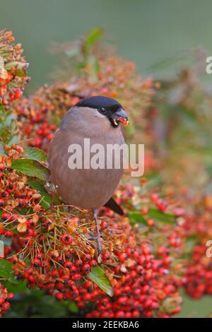 Weibliche Eurasian Bullfinch Fütterung auf Pyramicantha Forest von Dean UK Stockfoto