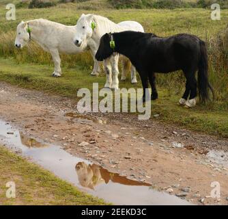 Ponys mit GPS-Tracking-Kragen. Stockfoto