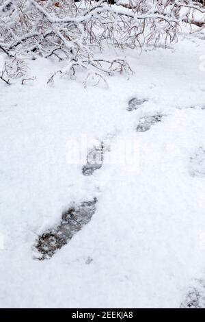 Fußabdrücke auf Schnee, während eines Schneesturms im Eksarchia Bezirk, Athen Stadt, Hauptstadt von Griechenland, Europa Stockfoto