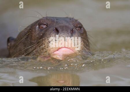 Riesenotter Stockfoto