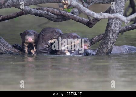 Riesenotter Stockfoto