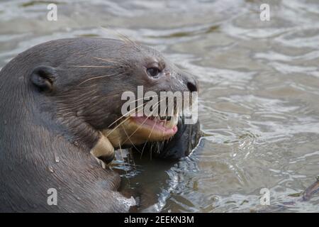 Riesenotter Stockfoto