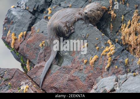 Seeotter Stockfoto